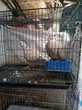 Burung puter pelung jantan ada 2ekor