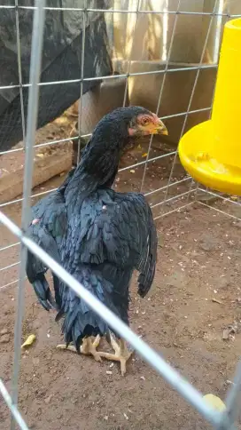 Ayam bangkok umur 3 bulan