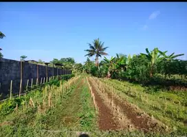 Dijual cepat tanah produktif view gunung Slamet Silado SumbangBanyumas