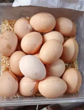 Telur ayam shamo Eropa orii