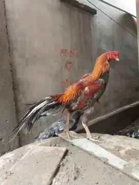 Ayam ekor lidi jantan