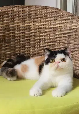 Exotic shorthair female 1th