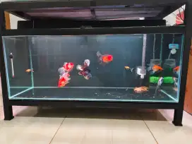 1 SET AQUARIUM DAN IKAN