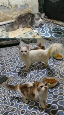 Lepas adopt paket indukan dan kitten