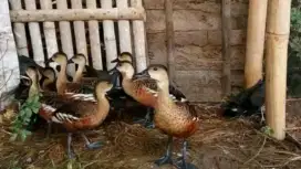 Bebek terbang dewasa