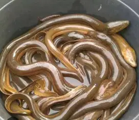 Di Jual Belut dengan Berbagai Macam Pilihan