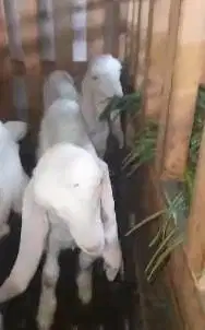 3 pasang anakan kambing etawa senduro 3 bulanan 3 jantan 3 betina puas