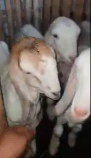 3 pasang bibit kambing etawa senduro 3 jantan 3 betina super unggulan