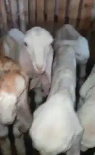 3 pasang bibit kambing etawa 3 bulan 3 jantan 3 betina super unggulan