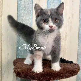 Kucing british shorthair calico betina murah