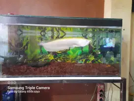 Jual ikan arwana albino