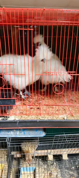 Jual ayam kapas umur 2 bulan