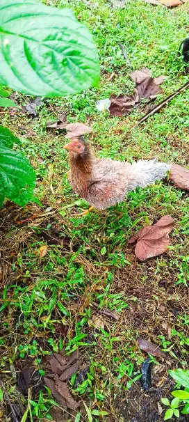 Ayam Walik Bulu Terbalik Kriting Rintit