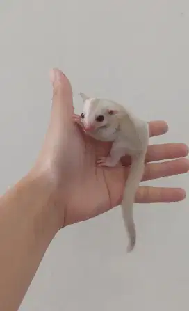 SUGAR GLIDER CREAMINO BETINA