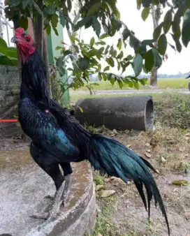 Jual ayam kumbang besar