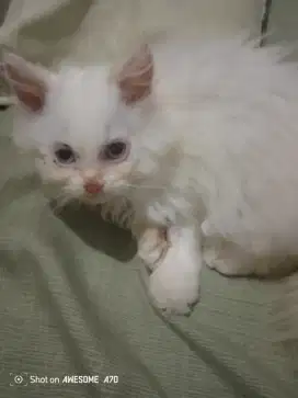 Lepas adopsi anak kucing Persia campur Himalaya