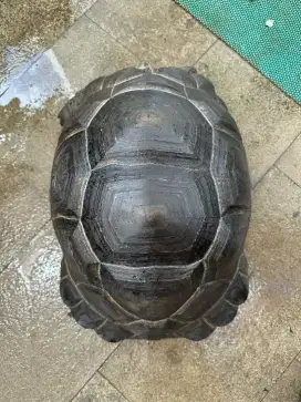 Aldabra jumbo 54 cm smooth bukan sulcata