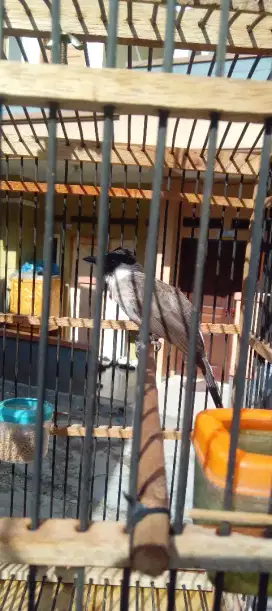 Burung Kutilang