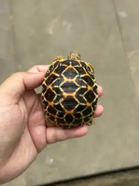 INDIAN STAR size 6-7cm kura darat bukan sulcata