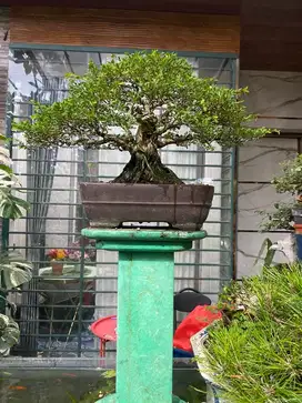 Bonsai jadi siap pajang