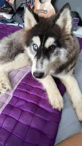 Siberian husky flip flop long hair