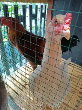 Ayam kampung super (asli malang)