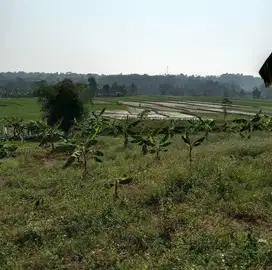 Tanah sawah Pondoksalam 9000 m2 Purwakarta