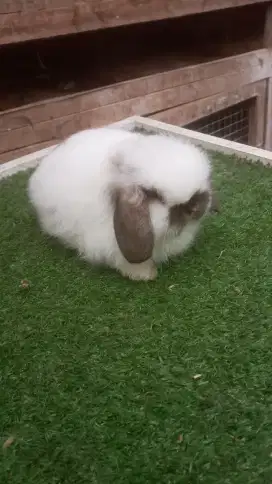 Kelinci hias Holland lop