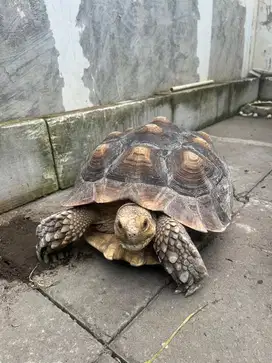 Sulcata betina 42 cm