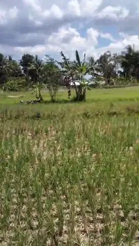 LUAS TANAH SAWAH DI UTARA PASAR PAKEM HARGOBINANGUN SLEMAN JK13040