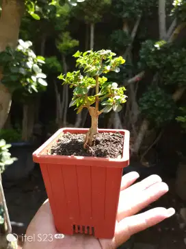 Bonsai mini hias sancang istimewa