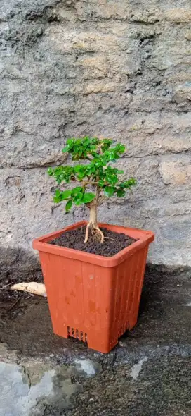 Bonsai hias mini sancang istimewa