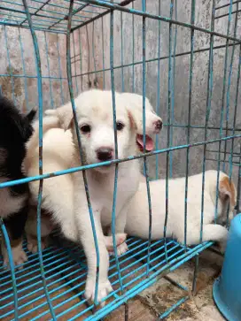 Anak anjing mix kintamani