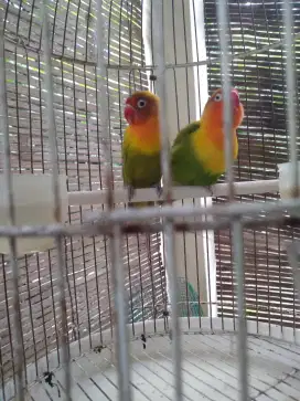 Lovebird sepasang