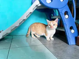 Kucing munchkin kaki pendek jantan