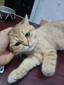 Bsh golden ny 11 jantan usia 1 tahun 3 bulan
