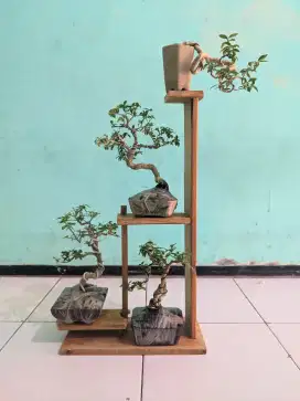 Display Bonsai Mame sakura Mikro