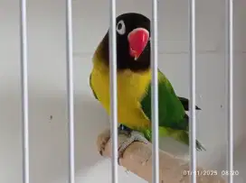 Lovebird Dakori