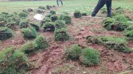 Menyediakan rumput jepang, rumput gajah mini