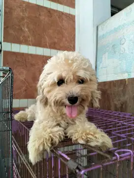 Jual toy poodle betina