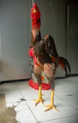 Ayam Shamo Eropa Super Bigsize