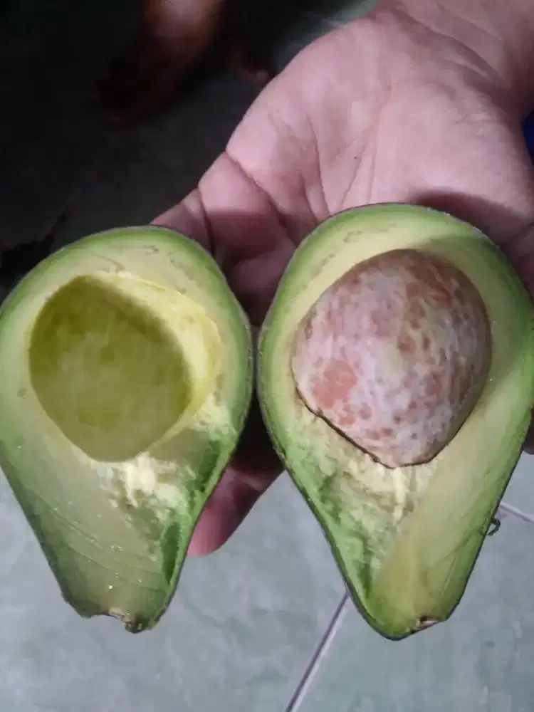 Alpokat Mentega padang