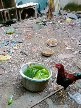 Ayam bangkok borong