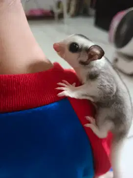 Sugar Glider Gemoy Sehat Lincah