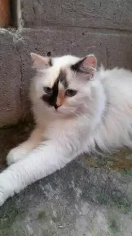 Ragdoll betina dewasa