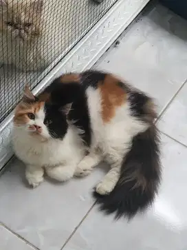 Kucing Persia Betina 5 Bulan