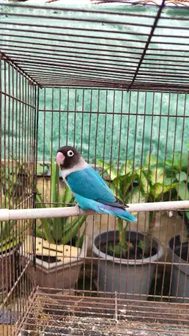 Burung lovebird Mangsi kepala hitam prediksi kel jantan - love bird lb