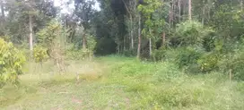 Tanah kebun durian di Mijen Semarang