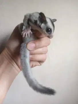 SUGAR GLIDER WHITE FACE JOEY