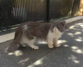 Peaknose Bicolur Persian Longhair